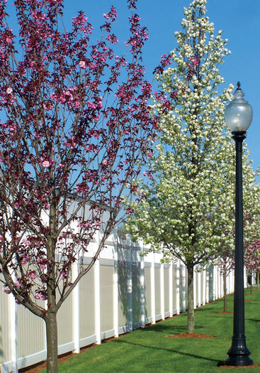 BoltSt-Trees_367x525